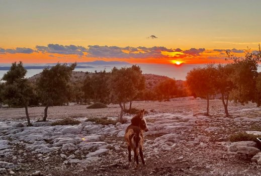 Esel_Sonnenuntergang