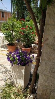 Garten Stiefmütterchen